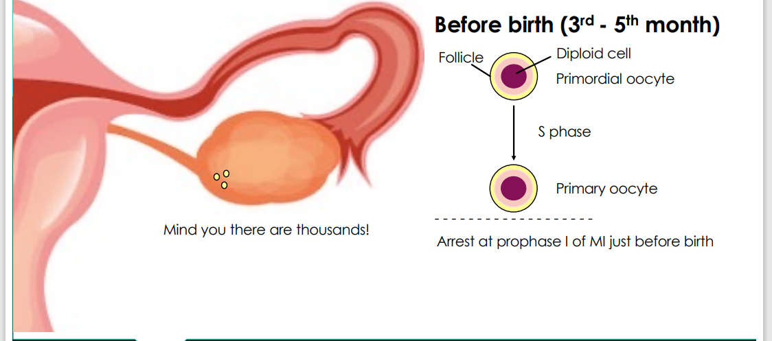 <p>At about 7 weeks gestation a human’s primordial germ cells are present and if the baby is a female they even start dividing before birth!</p><p>Follicles: ~ 6,000,000 at birth</p><p>Follicles: ~ 6,000,000 at birth, 180,000 at puberty and 1,000 at menopause</p>