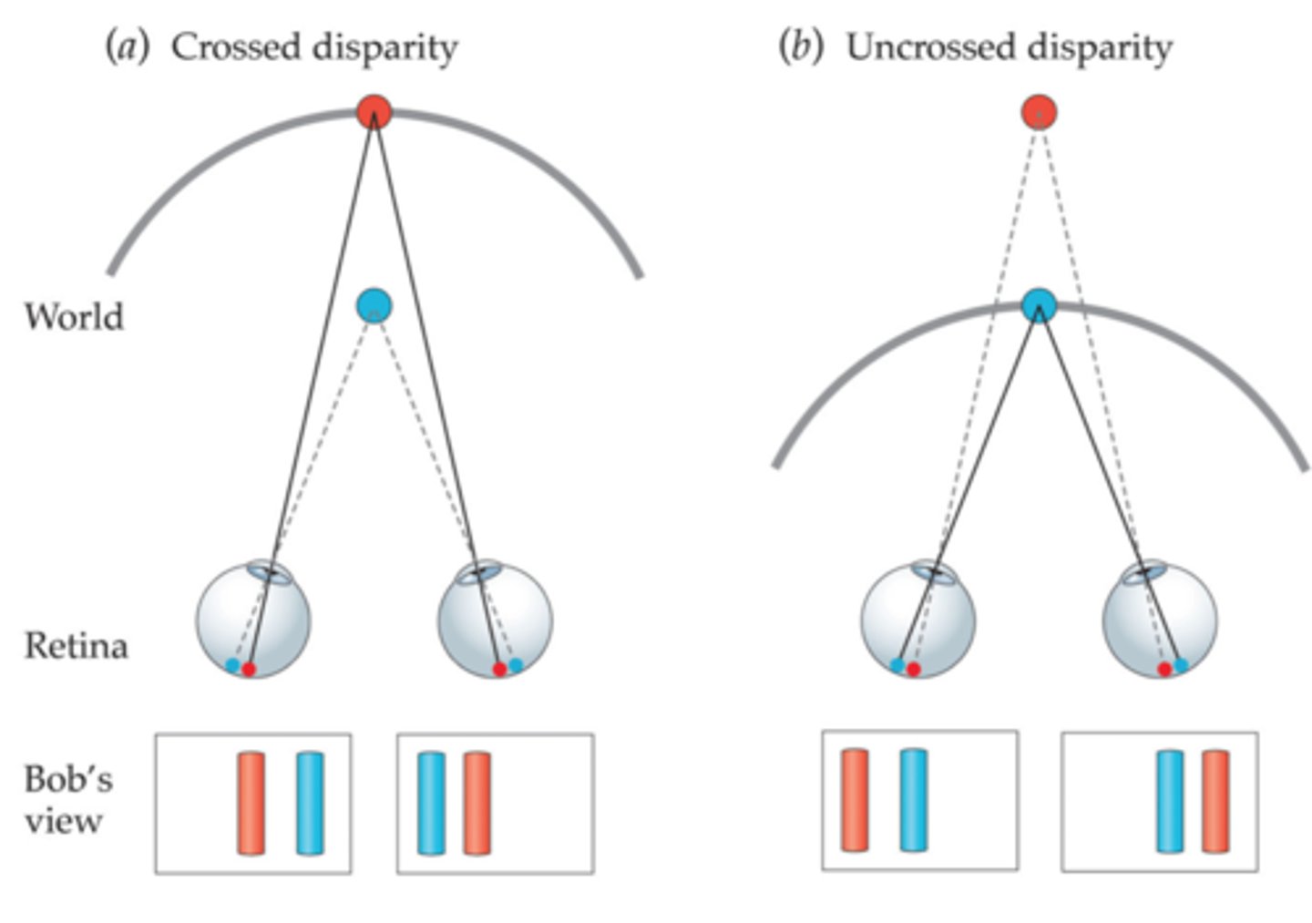 <p>"Crossed disparity" refers to the visual signal created when an object is closer to you than the point you are focusing on, causing the images on your retinas to be slightly offset towards the nasal side of each eye, while "uncrossed disparity" occurs when an object is further away than the focus point, causing the retinal images to be offset towards the temporal side of each eye.</p>