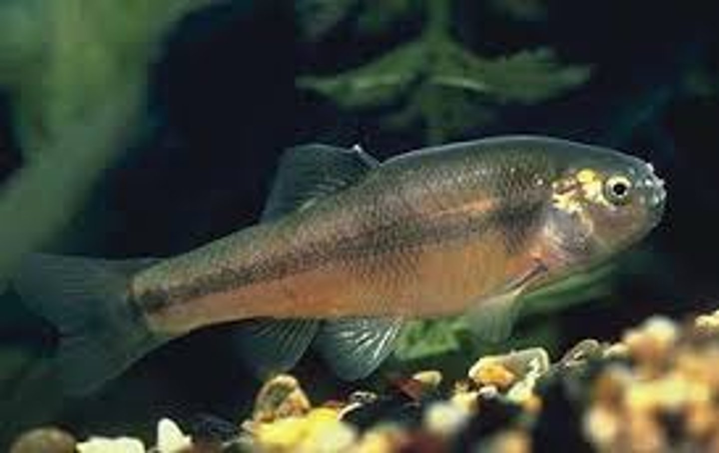 <p>small slender freshwater fish</p>