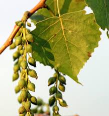 <p><span>Populus deltoides. glossy leaf</span></p>