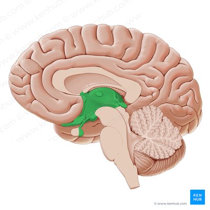 region of the adult brain that retains its name from embryonic development and includes the thalamus and hypothalamus