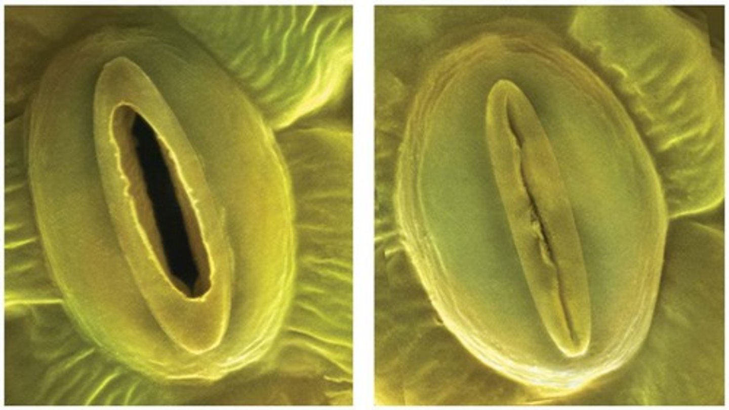 <p>Microscopic pores for gas exchange in leaves.</p>