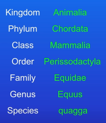 <p>Determine their binomial name. [2 marks] </p>