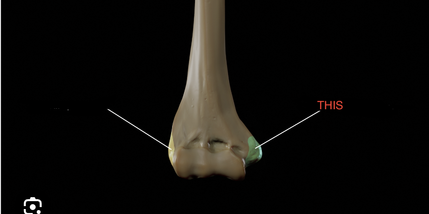 <p>Humerus</p>