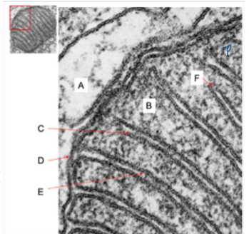 <p>what happens where inside mitochondria&nbsp;</p>