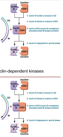 <ul><li><p>Cyclins and Cyclin-dependent kinases (CDKs)</p></li><li><p>different cyclins are transcribed at different points in the cell cycle. </p></li><li><p>Phosphorylation and activation of proteins needed for the next phase.</p></li></ul><p></p>