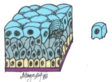<p>Transitional epithelium</p>