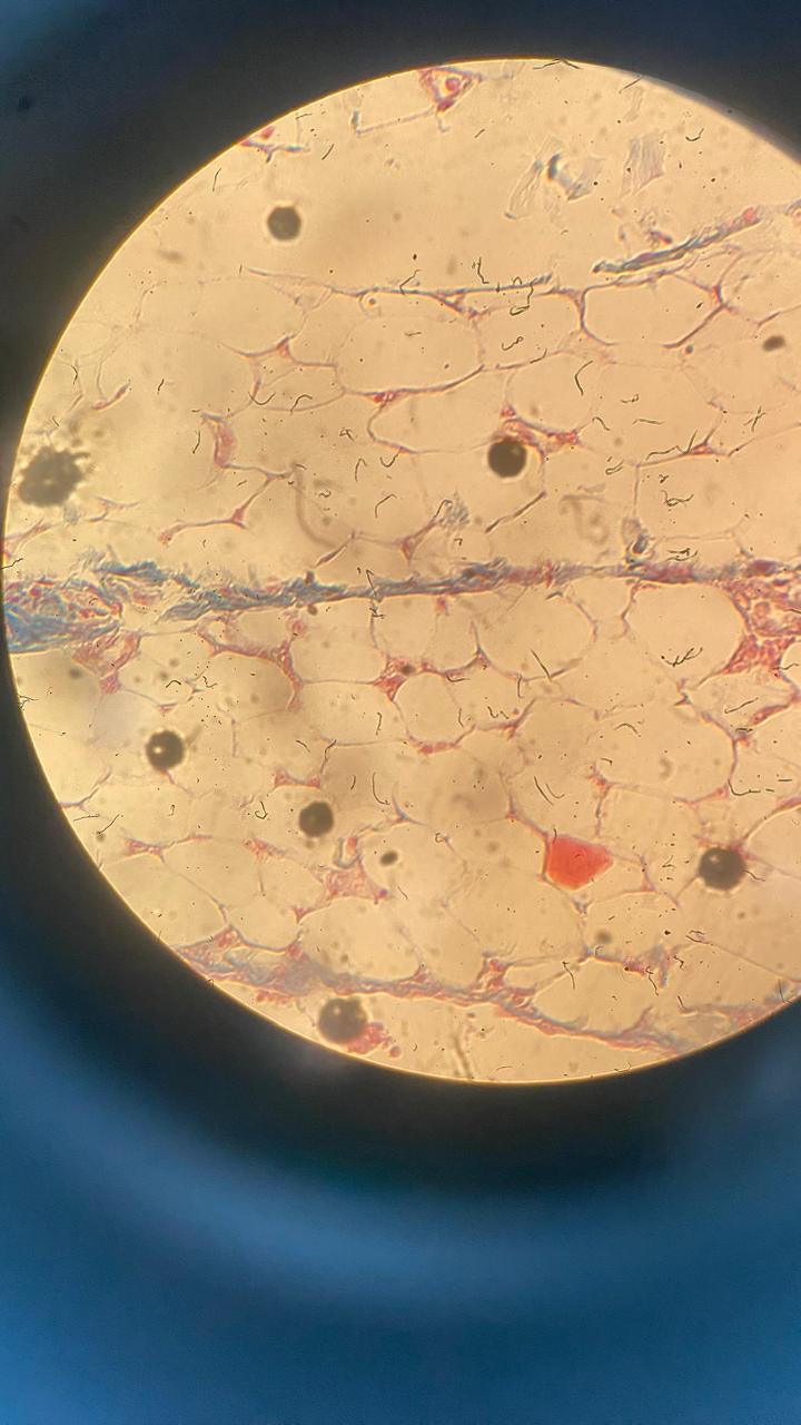 <p>A- identify</p><p>B- features / give a comment</p><p></p>