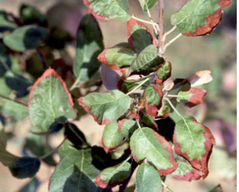 What deficiency do these leaves have? How did you know?