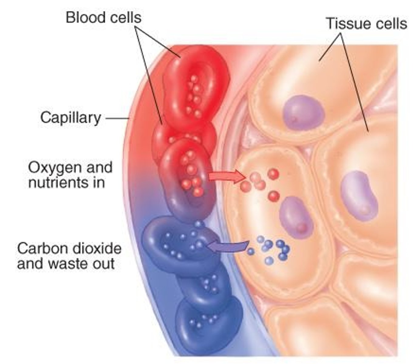 <p>Process of delivering oxygen to tissues.</p>
