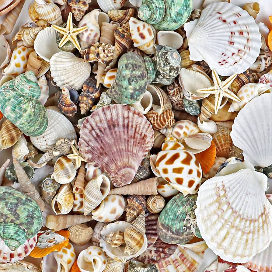 <p>shell</p>