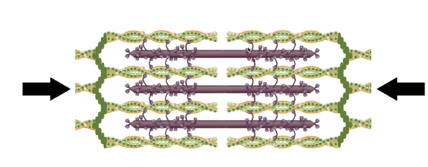 <p>Shortening only one cycle contracts only 1% of the muscle.</p><p><strong><em>Cross-bridge cycling: </em></strong></p><p>Overall shortening of the sarcomere occurs over and over (Myosin heads drag the actin closer like in a canoe) until the anatomical limit.</p>