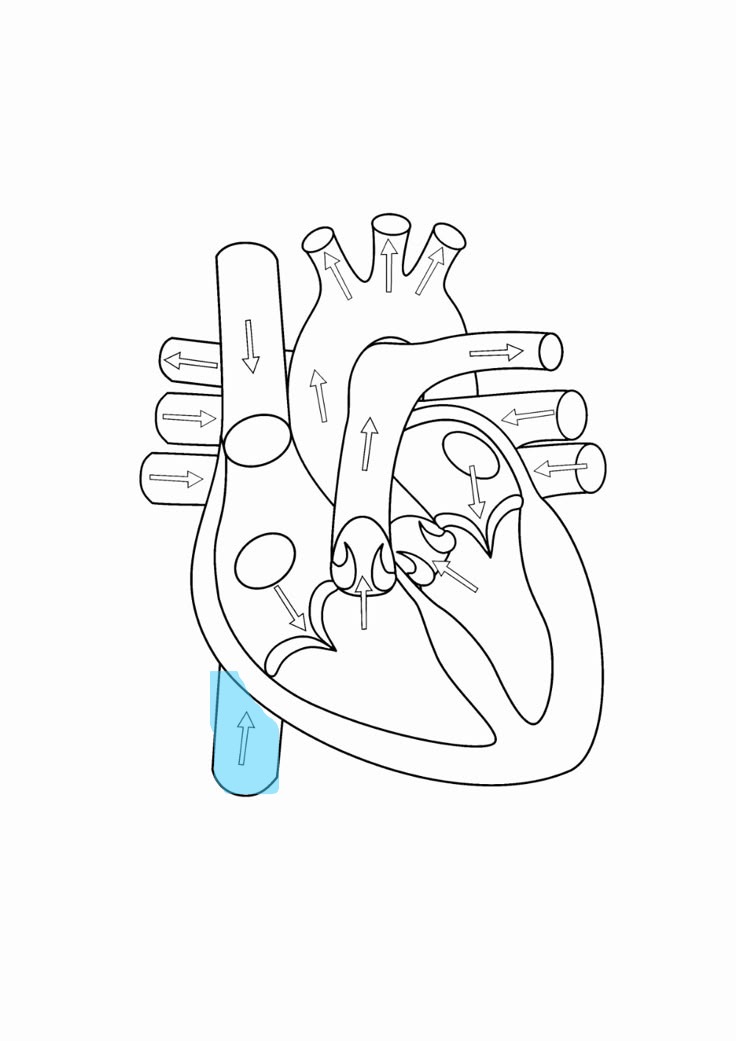 <p>brings deoxygenated blood from trunk and legs to right atrium</p>