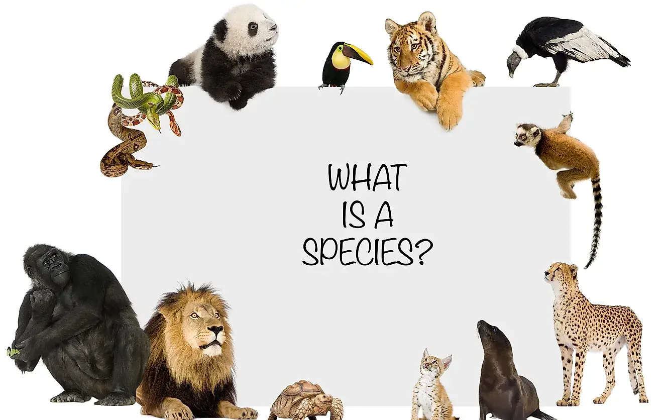 <p>creatures = species </p>