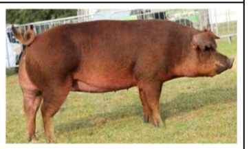 <p>Duroc</p>