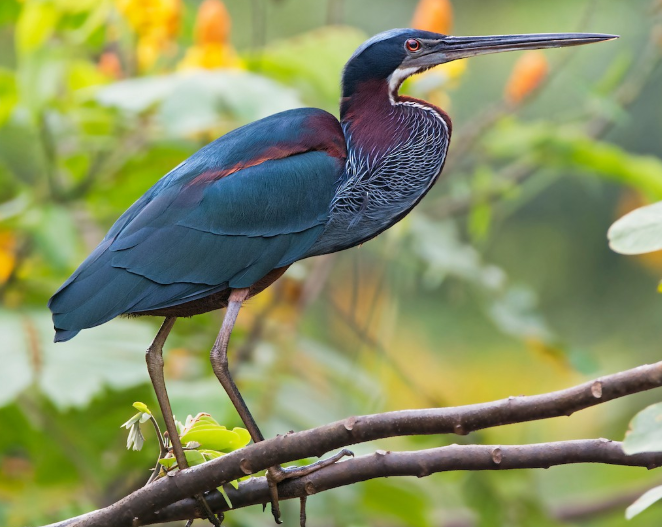 <p>What bird is this?</p>