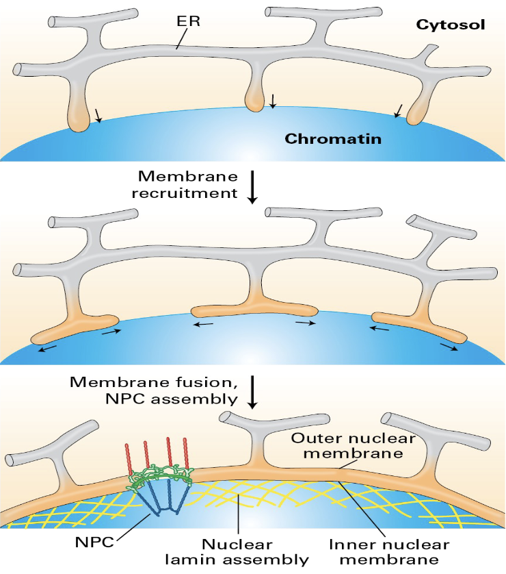 <ul><li><p><span><span>a process that begins during telophase and involves the fusion of </span></span>endoplasmic reticulum (ER) vesicles<span><span> with chromosomes, the insertion of </span></span>nuclear pore complexes (NPCs)<span><span>, and the assembly of the </span></span>nuclear lamina</p></li><li><p><span><span>occurs after the nuclear envelope disassembles during mitosis to allow for cell division</span></span></p></li><li><p><span><span> The reforming envelope seals off the nucleus, creating a barrier between the nucleus and cytoplasm and allowing for the re-establishment of nuclear function.</span></span></p></li></ul><p></p>
