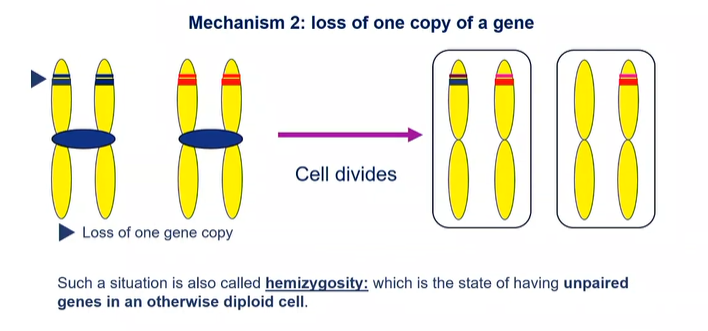 <p>loss of one copy of a gene: hemizygosity which states of having unpaired genes in an otherwise diploid cell</p>