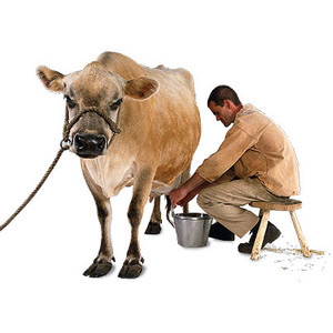 Whole milk is a complete macromolecule food, with many micronutrients