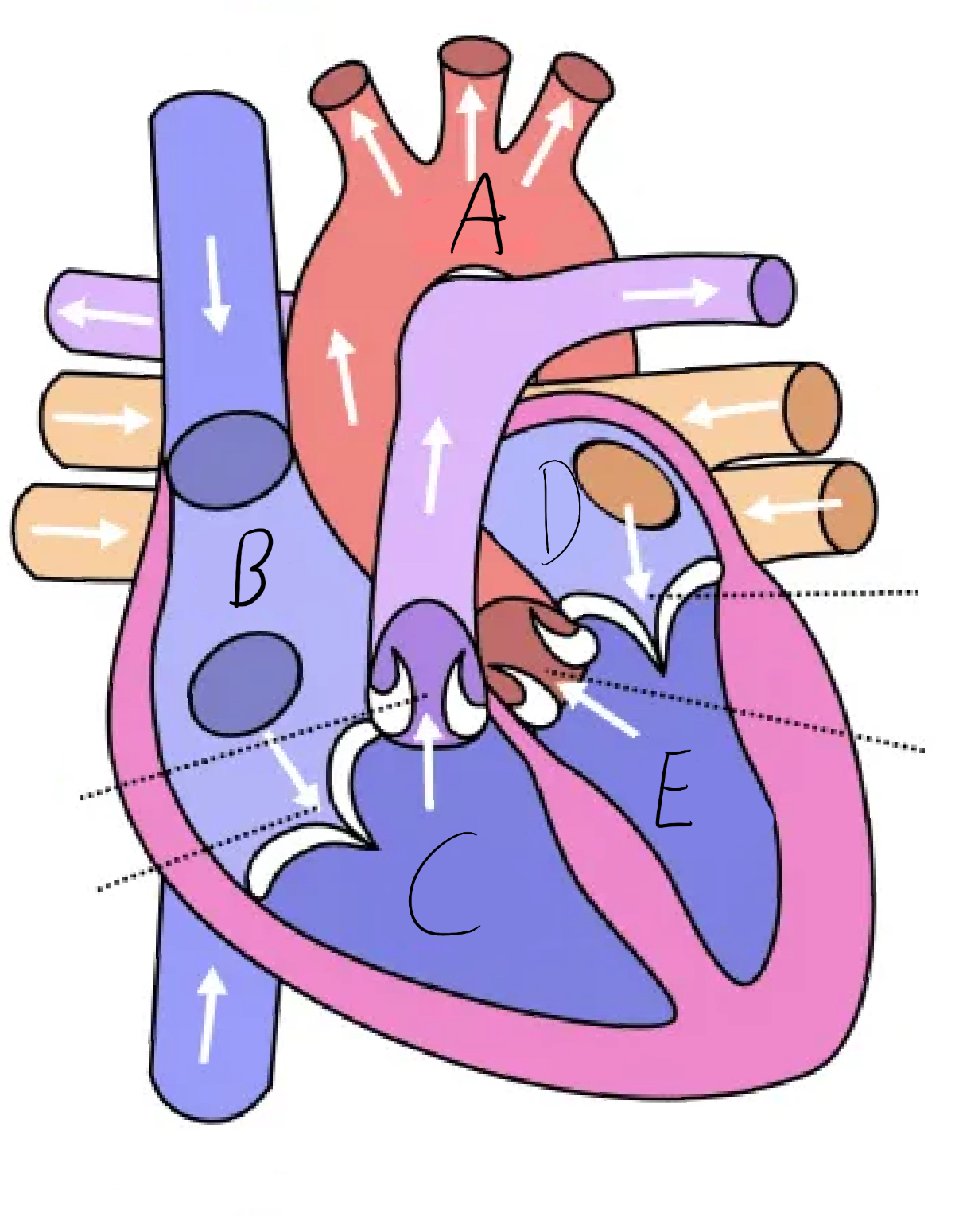 <p>Name parts ABCDE </p>