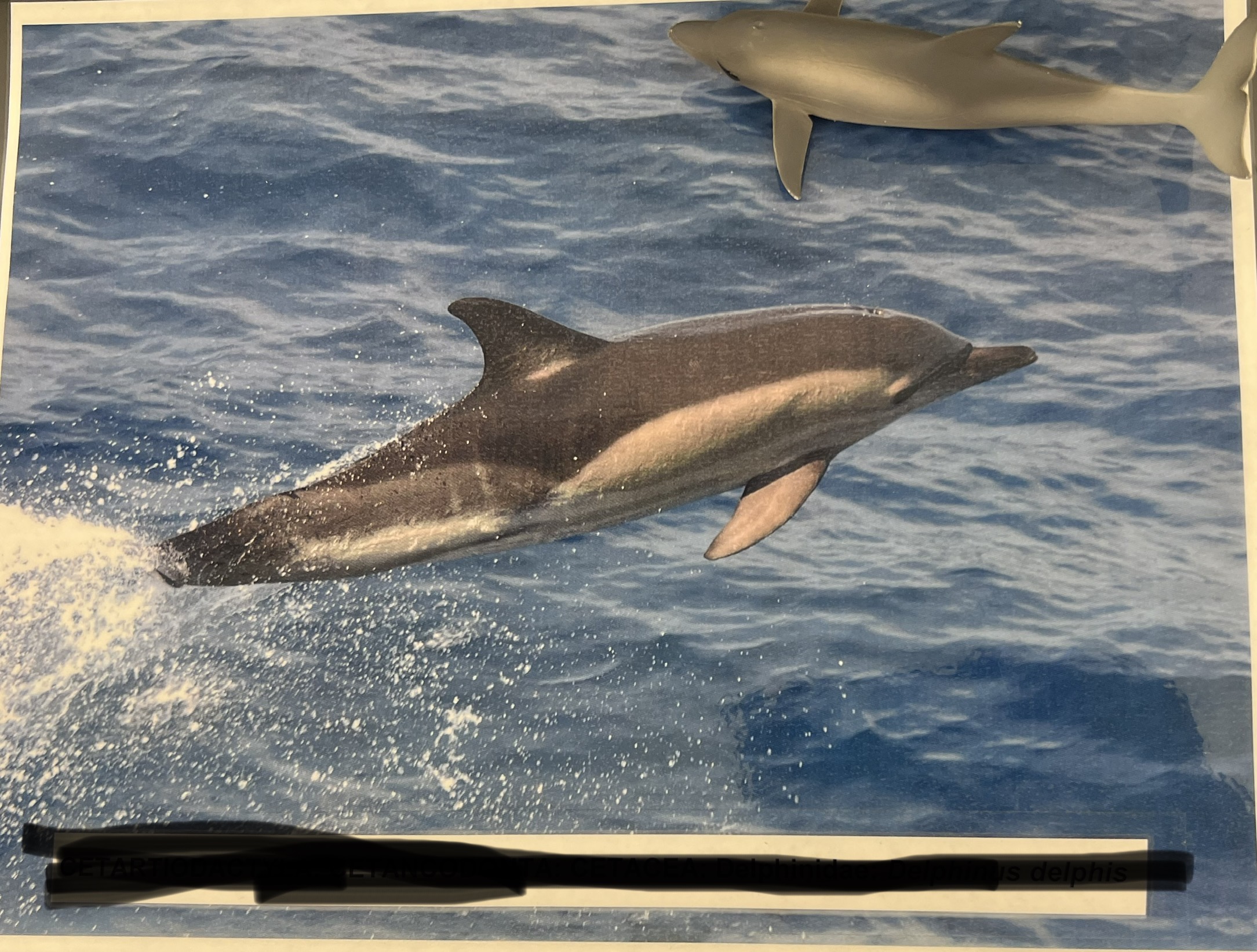 <p>Parvorder, Family, Genus and Species?</p>