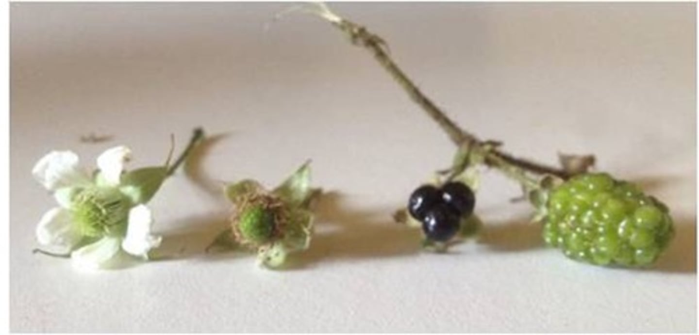 <p>aggregate of drupes</p>