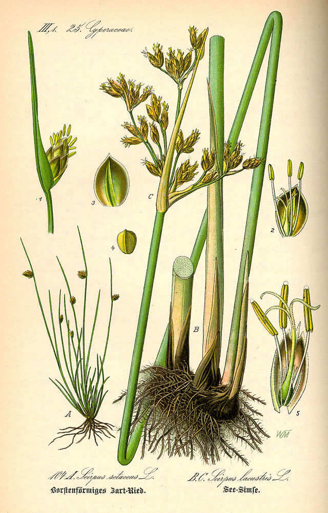 <p>Schoenoplectus lacustris</p>