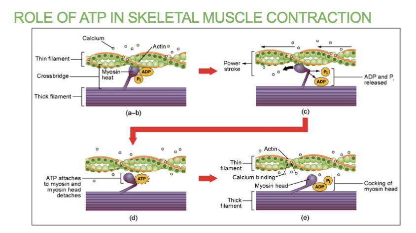 <ul><li><p>1 ATP will help the myosin head to attach and form the cross bridge. it will enable the myosin head to bend and pull on actin.</p></li><li><p>A new ATP causes the cross bridge to detach, allowing process to repeat.</p></li></ul><p></p>
