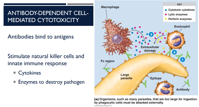 <p>Antibodies tag foreign cells and molecules for destruction. One of the way it does it is through Antibody-dependent cell-mediated cytotoxicity. Describe this process.</p>