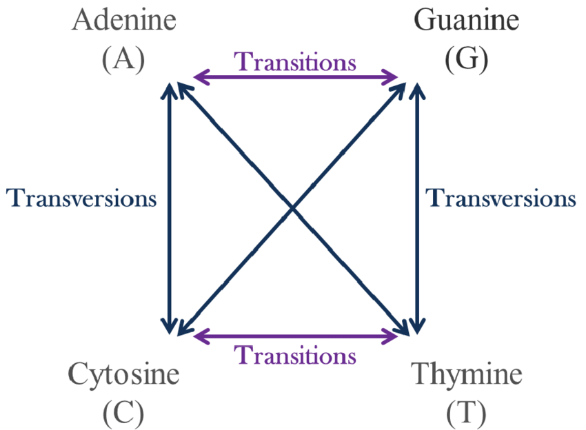 purine to pyrimidine
A->G
C->T