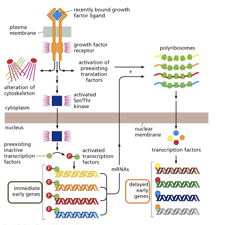 <p>-<strong>Immediate early genes</strong> already have the transcription factors/proteins there and do NOT need to be synthesized</p><p></p><p>-<strong>Delayed early genes</strong> need newly synthesized proteins/transcription factors in order to be activated</p>