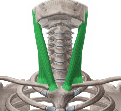 <p>palpation</p>