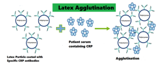 <p><mark data-color="yellow">Chemical reactions – latex antibodies</mark></p><p>Can you label, describe and explain what this diagram is/shows?</p>