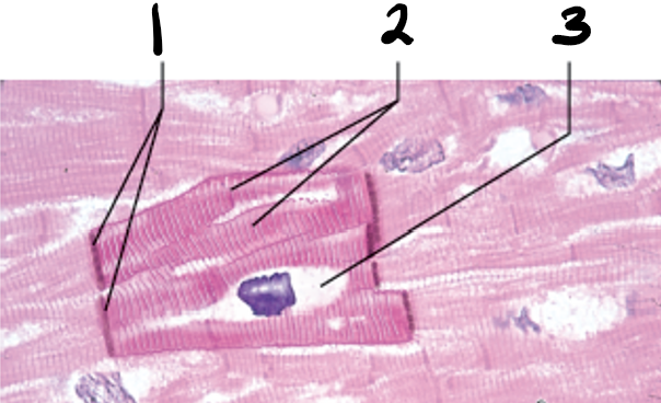 Cardiac Muscle
