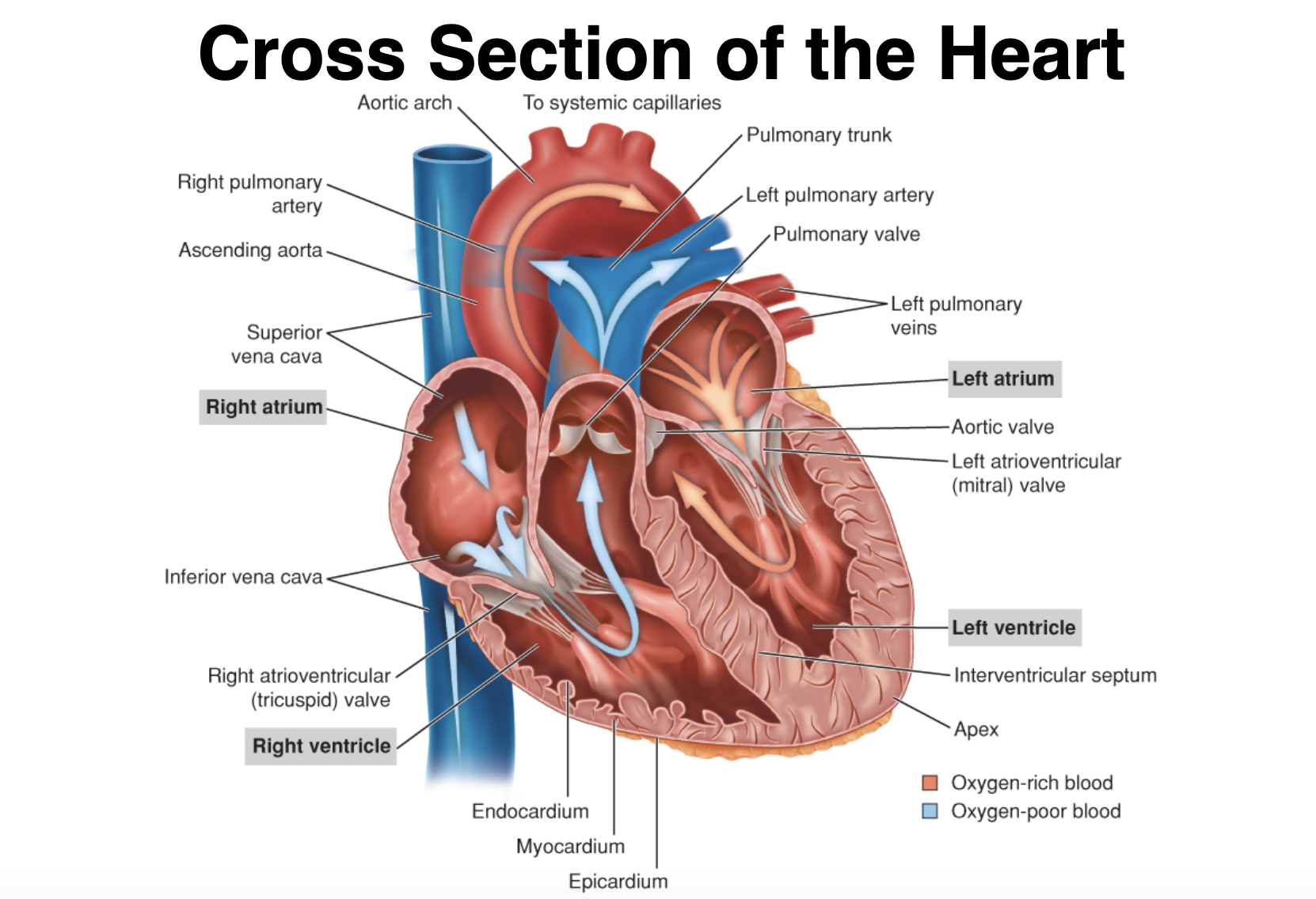 Circulation of blood 