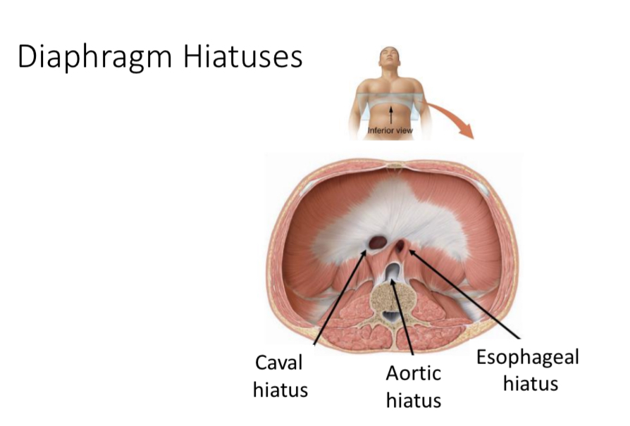 <p>Aortic hiatus</p>