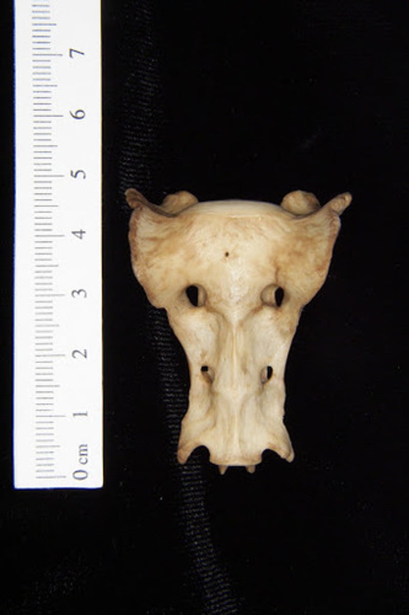 <p>The bones are fused</p>