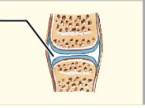 What type of movement is diarthrosis?