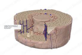 <p>Organic component (≈35%) that provides tensile strength and flexibility to bone.</p>