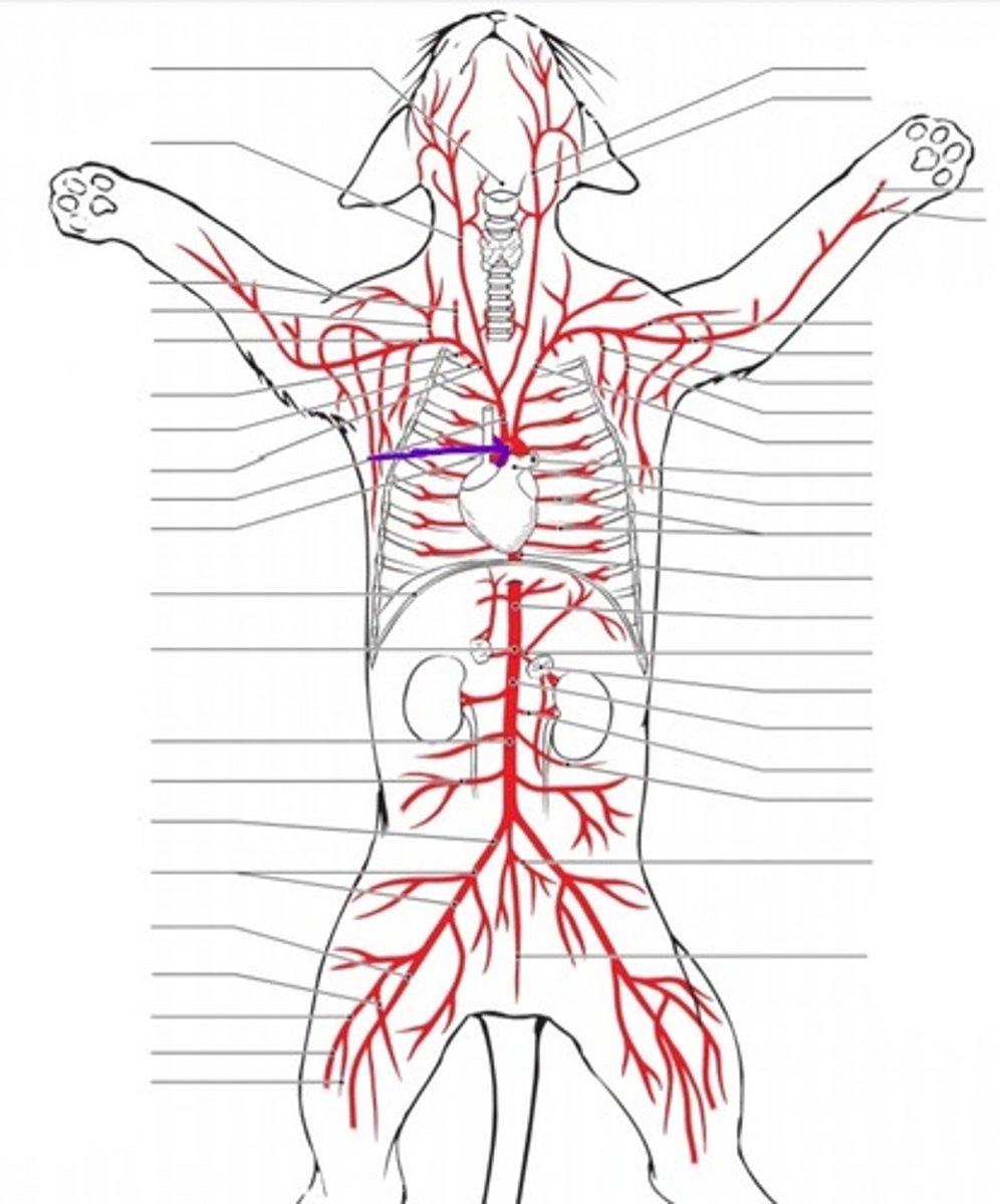 <p>identify the artery</p>