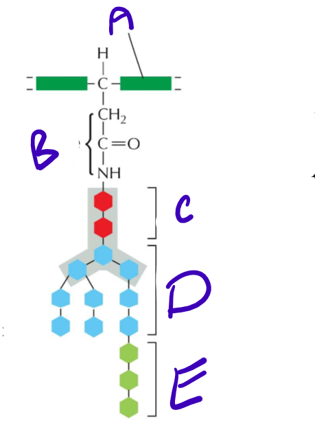 <p>LABELLLLL Structure of an N-Linked precursor oligosaccharide!! Also what is her purpose?</p>