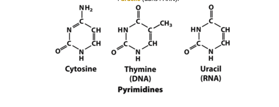 Venant des bases pyrimidines, nous avons la cytosine, la thymine (ADN) et l'uracile (ARN)