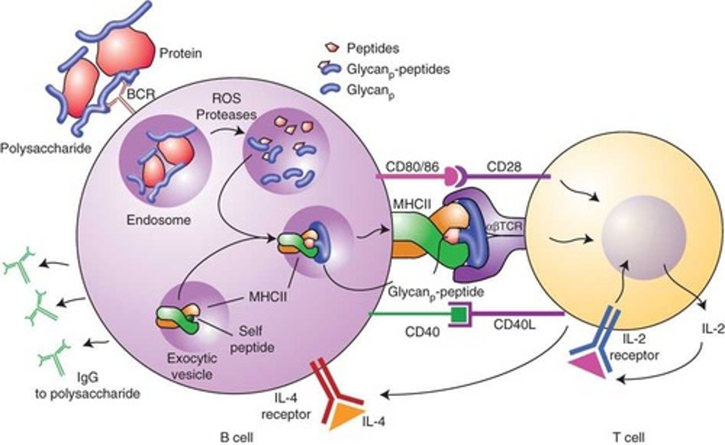 <p>A B cell binds to the antigen for which it is specific. A T-dependent B cell requires cooperation with a T helper (TH) cell.</p>