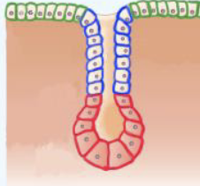 <p>Acinar glands</p>