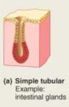 <p><span>Glands forming a straight tube with no branching.</span></p>