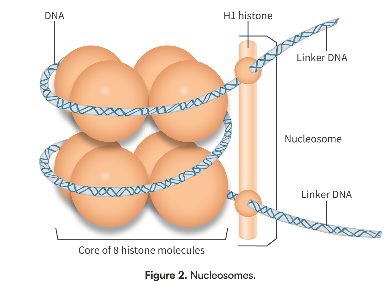 <p><span>A&nbsp;</span>nucleosome consists of a length of DNA of about 150 base pairs, wrapped around a core of eight histones (which are actually four pairs of four different histones) and a special histone named H1. <span>The nucleosomes are linked, with the DNA strand from one nucleosome flowing directly into the next nucleosome. This section of DNA is called a&nbsp;</span>DNA linker. The overall appearance of DNA in this form has been likened to a ‘string of beads’</p>