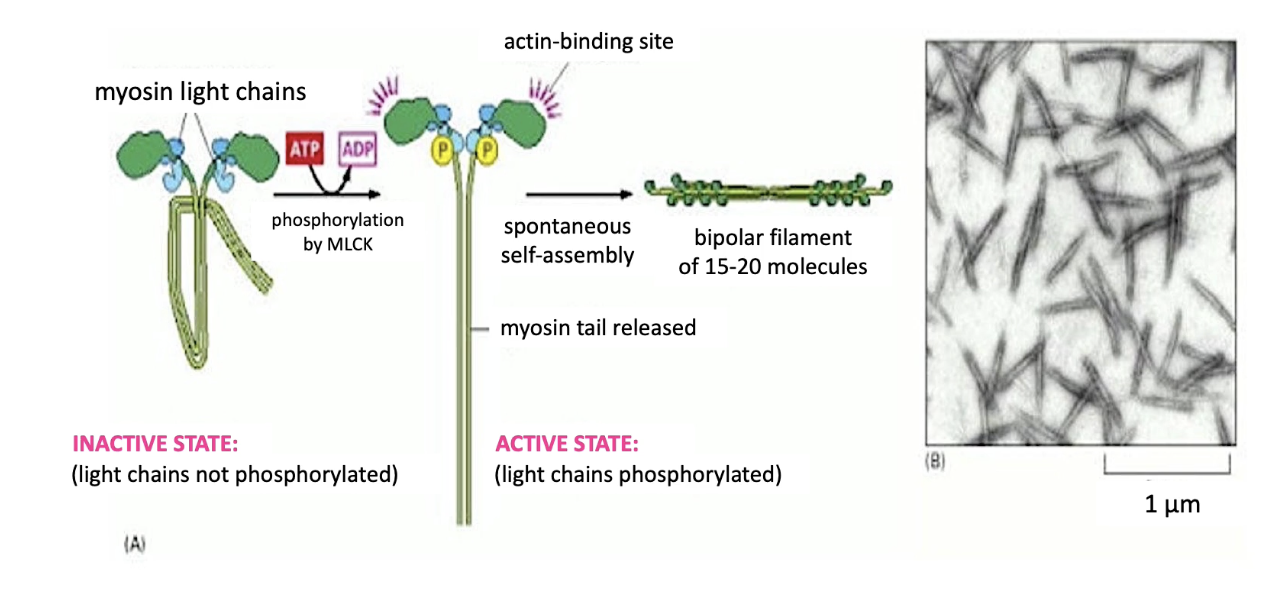 <ul><li><p><strong>Activation:</strong></p><ul><li><p><strong>Myosin Light Chain Kinase (MLCK)</strong> phosphorylates <strong>myosin light chains</strong></p></li><li><p>Triggers <strong>tail extension</strong> &amp; <strong>activates actin-binding domains </strong>on motor heads</p></li></ul></li><li><p><strong>Assembly: </strong></p><ul><li><p>15–20 myosin II proteins form a <strong>bipolar thick filament</strong></p></li></ul></li><li><p><strong>Function:</strong></p><ul><li><p><strong>Myosin II doesn't carry cargo</strong></p></li><li><p>Generates <strong>contractile forces</strong> essential for many cell processes</p></li></ul></li></ul><p></p>