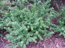 <p><span>Berberis x mentorensis / Mentor Barberry</span></p>