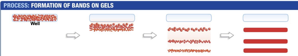 <ol><li><p>start with a mixture of molecules in a well</p></li><li><p>As electrophoresis starts, molecules begin to separate by size and charge</p></li><li><p>As electrophoresis continues, separation increases. Molecules with the same size and charge "run” at the same rate.</p></li><li><p>If each molecule is visualized, the result is a set of bands</p></li></ol><p></p>