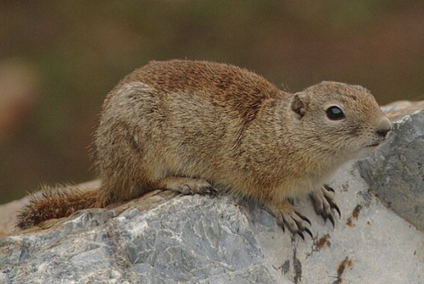 <p>Name, habitat, range</p>